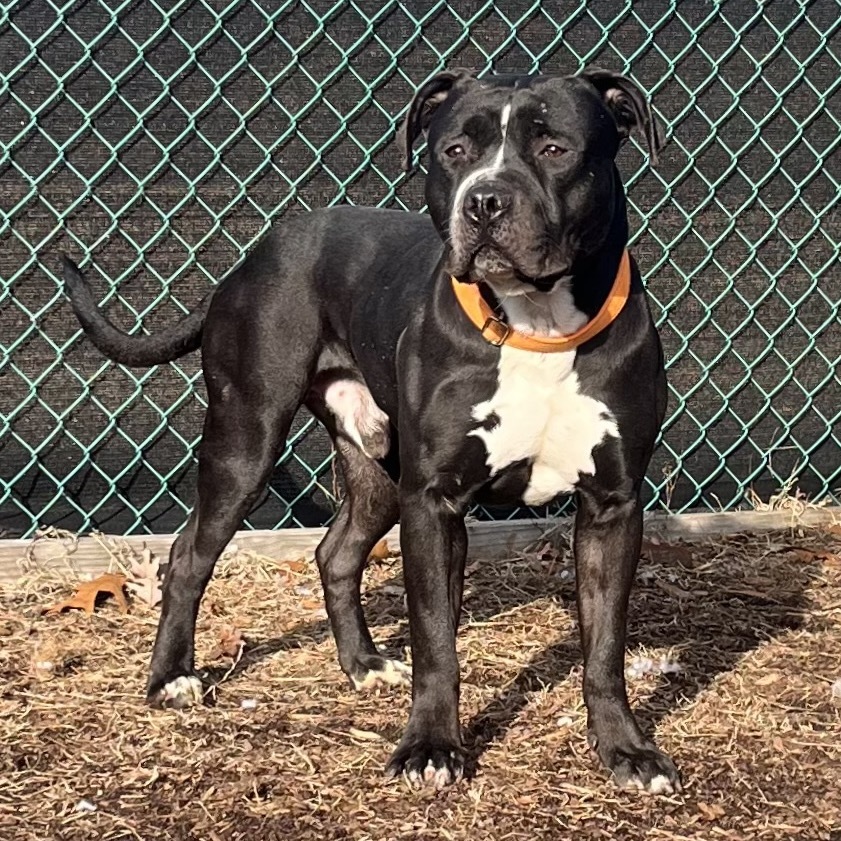 Chip (In Foster)