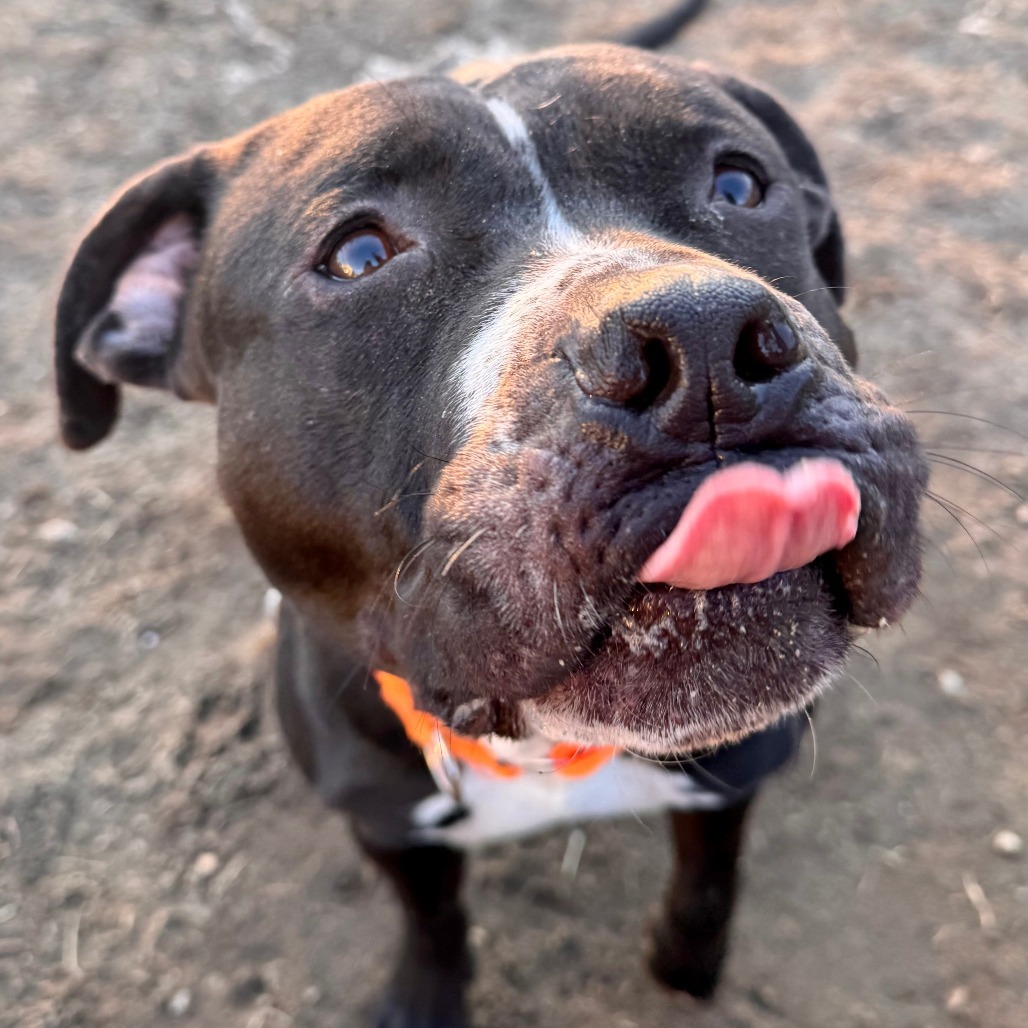 Chip (In Foster)