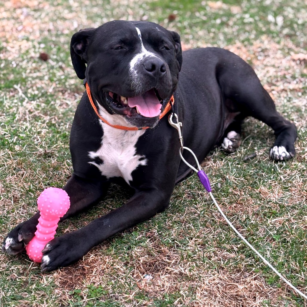 Chip (In Foster)