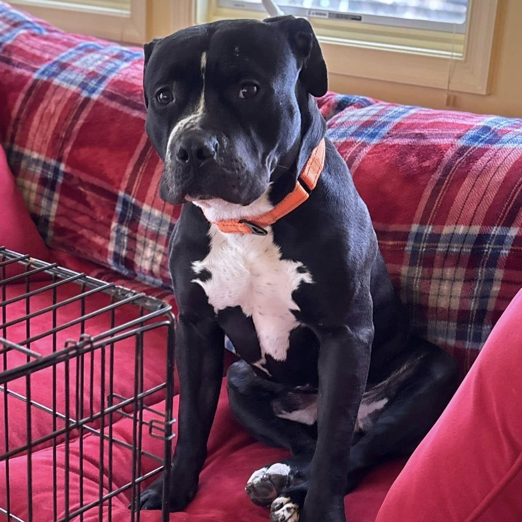 Chip (In Foster)