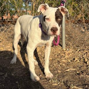 Zero P46003, Young Male Pit Bull Terrier