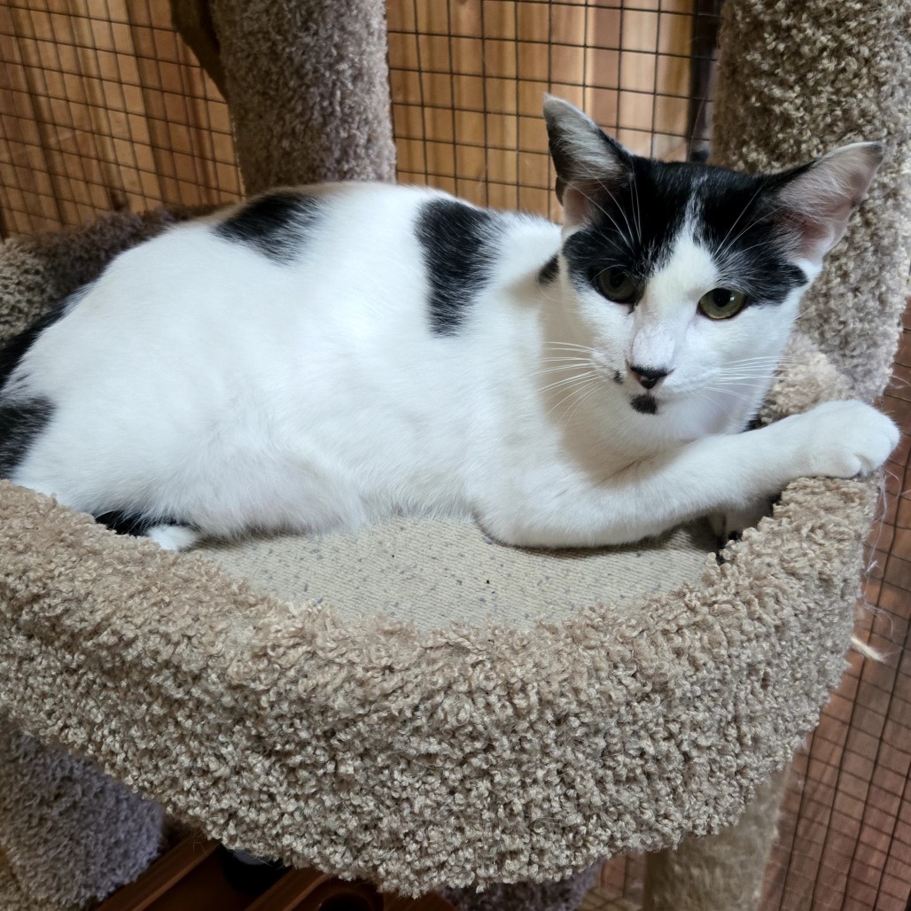 Dot, an adoptable Domestic Short Hair in Tylertown, MS, 39667 | Photo Image 1