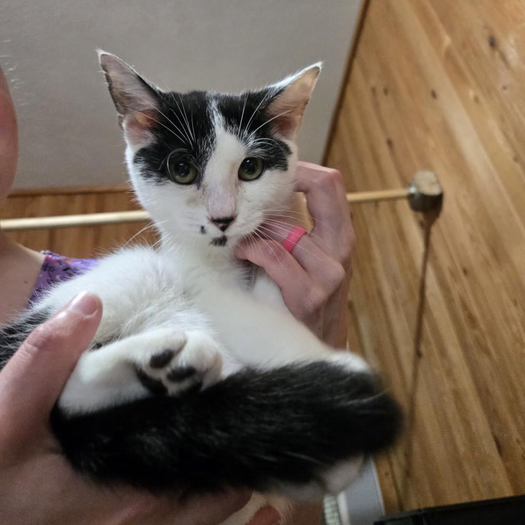 Dot, an adoptable Domestic Short Hair in Tylertown, MS, 39667 | Photo Image 2