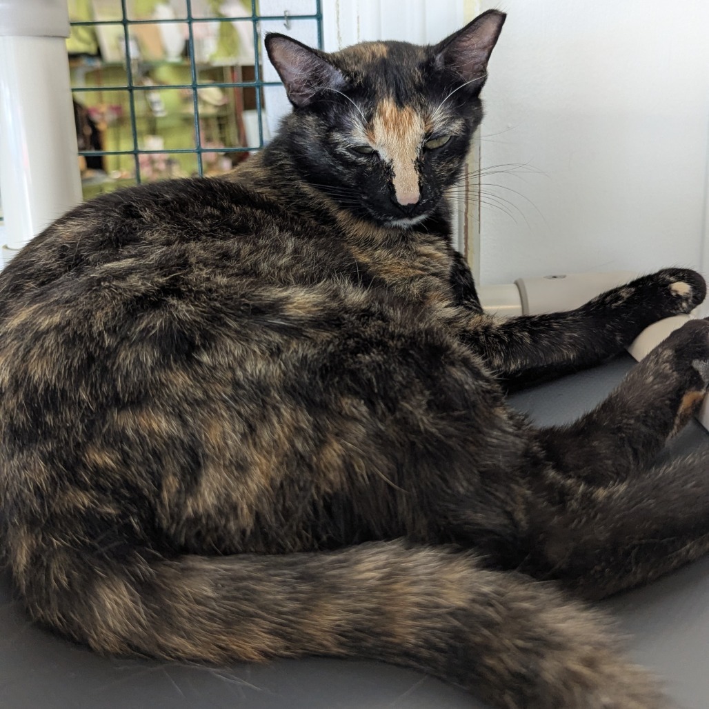 Oleander, an adoptable Domestic Short Hair in Tylertown, MS, 39667 | Photo Image 1