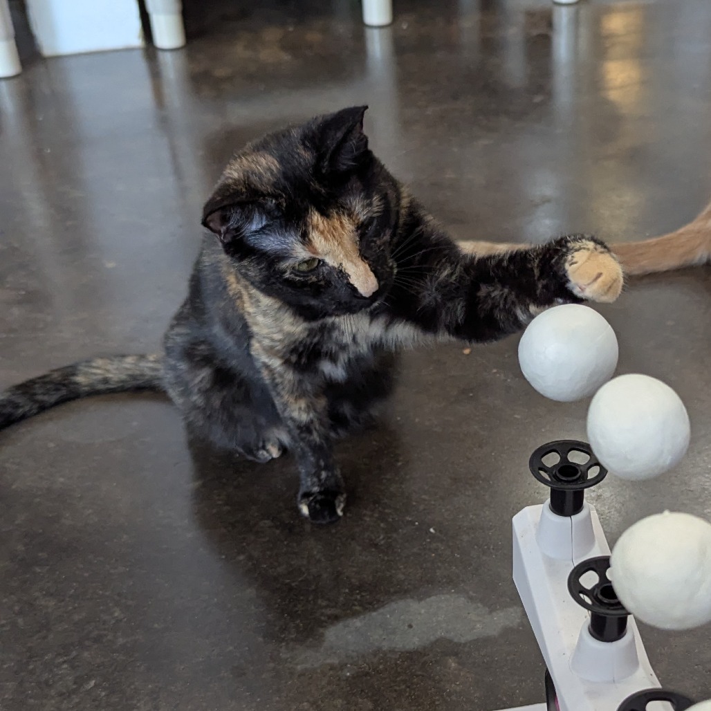 Oleander, an adoptable Domestic Short Hair in Tylertown, MS, 39667 | Photo Image 1