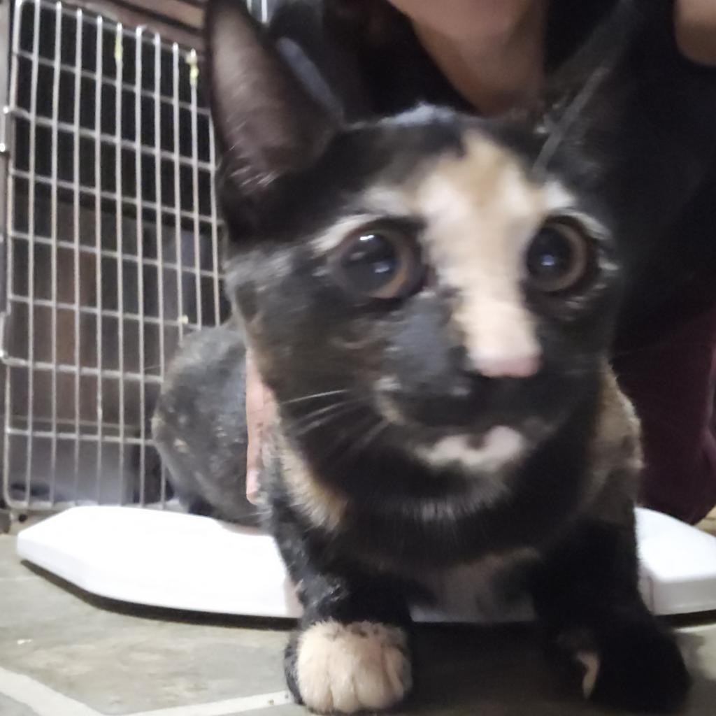 Oleander, an adoptable Domestic Short Hair in Tylertown, MS, 39667 | Photo Image 2