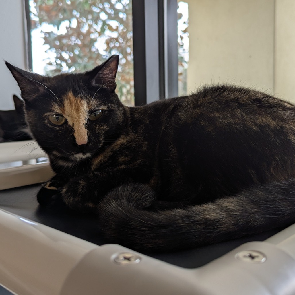 Oleander, an adoptable Domestic Short Hair in Tylertown, MS, 39667 | Photo Image 3