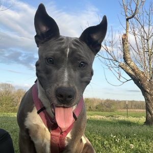 Piper, Adult Female Pit Bull Terrier