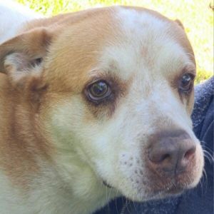 Beignet, Senior Female Chow Chow