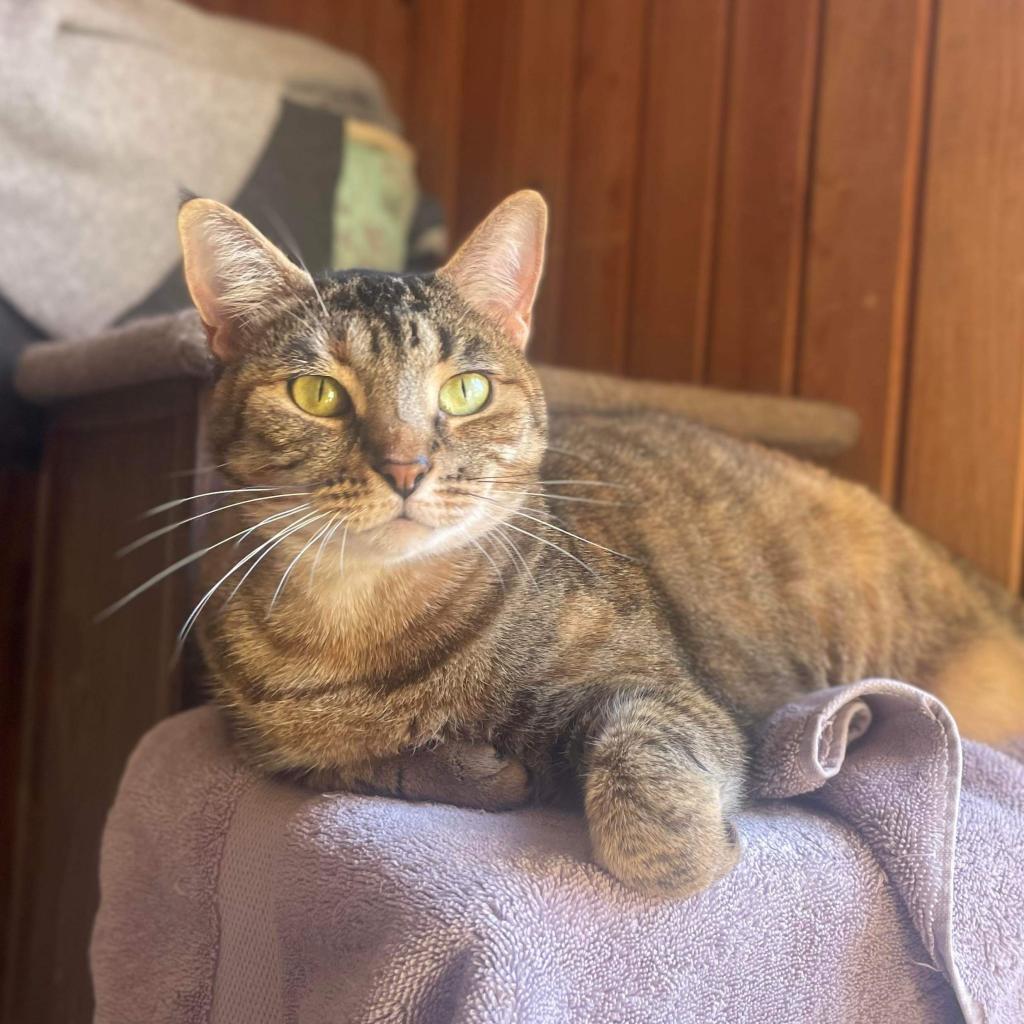 Momie, an adoptable Domestic Short Hair in Tylertown, MS, 39667 | Photo Image 2