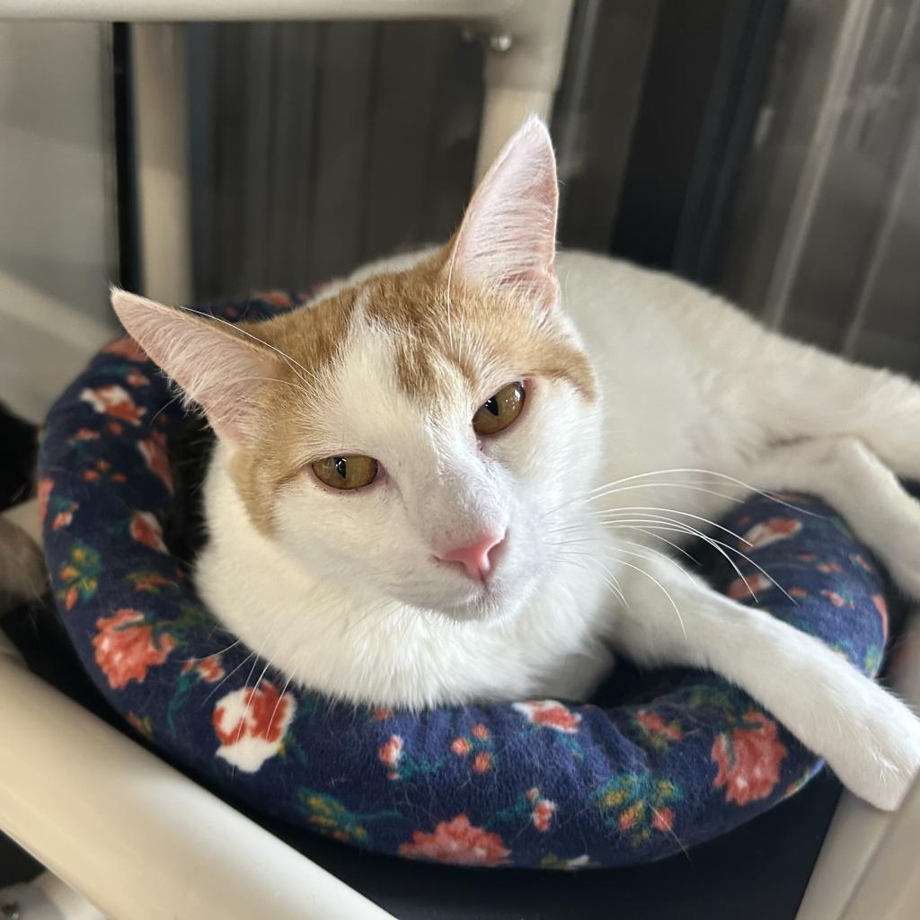 Bucky, an adoptable Domestic Short Hair in Tylertown, MS, 39667 | Photo Image 1