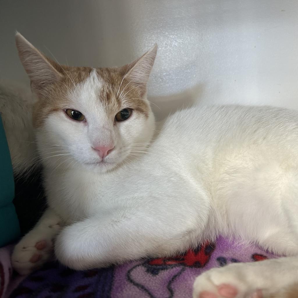 Bucky, an adoptable Domestic Short Hair in Tylertown, MS, 39667 | Photo Image 2