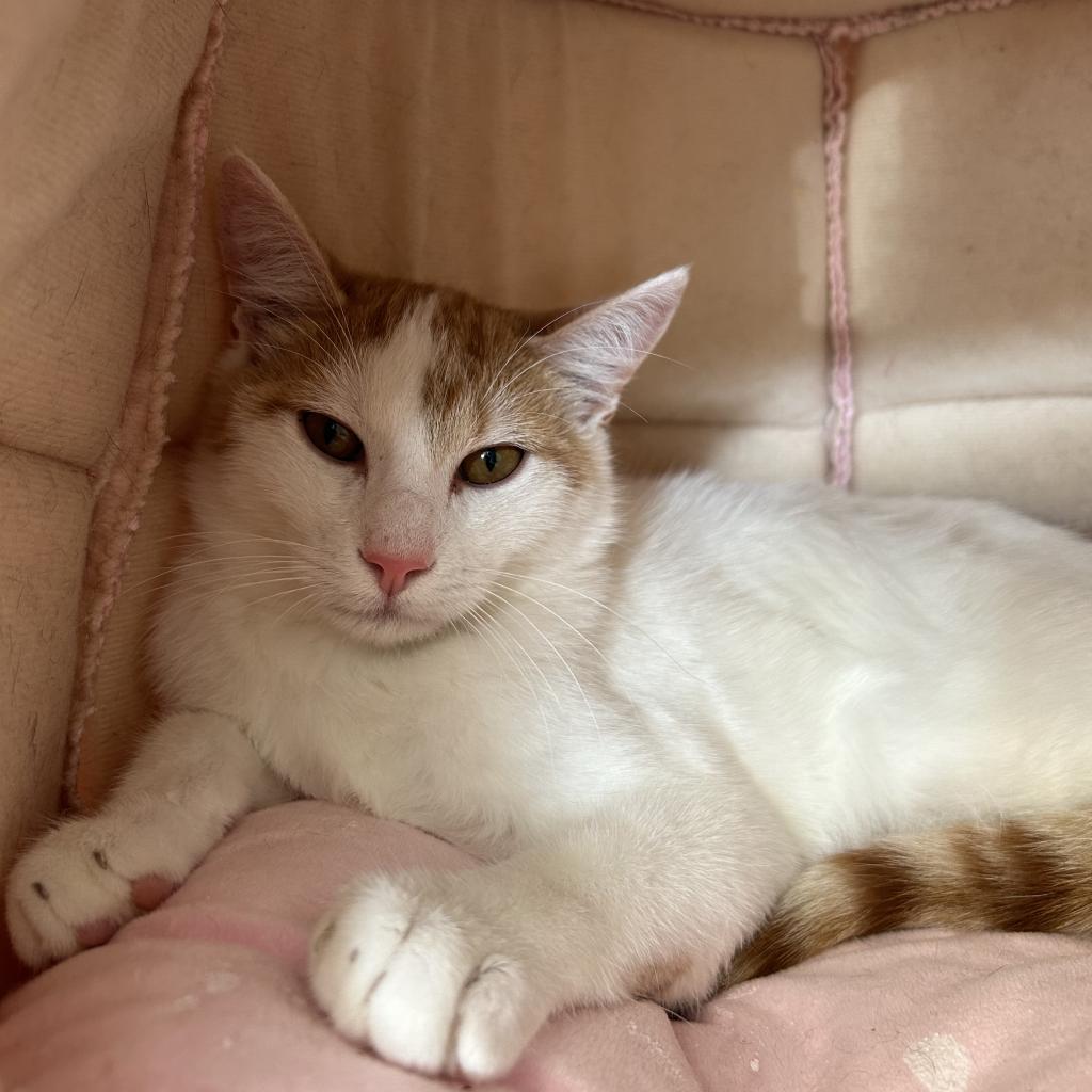 Bucky, an adoptable Domestic Short Hair in Tylertown, MS, 39667 | Photo Image 3