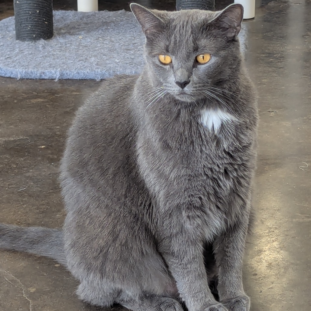 Kit Kat, an adoptable Domestic Short Hair in Tylertown, MS, 39667 | Photo Image 1
