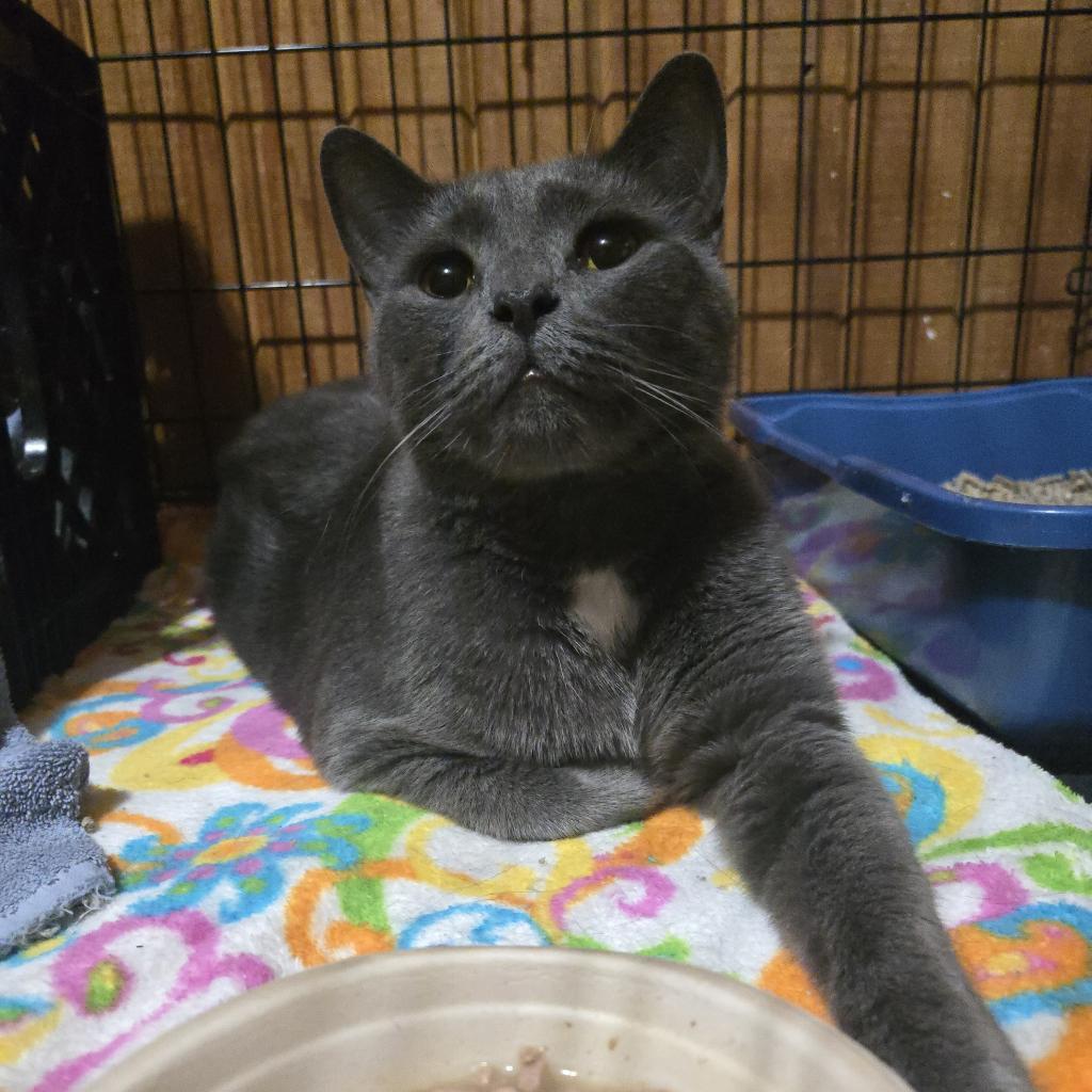 Kit Kat, an adoptable Domestic Short Hair in Tylertown, MS, 39667 | Photo Image 2