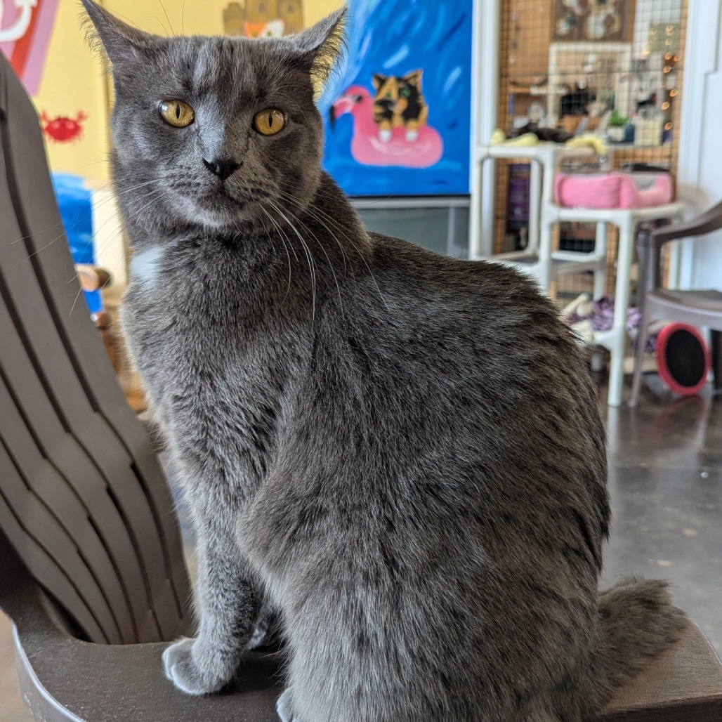 Kit Kat, an adoptable Domestic Short Hair in Tylertown, MS, 39667 | Photo Image 3