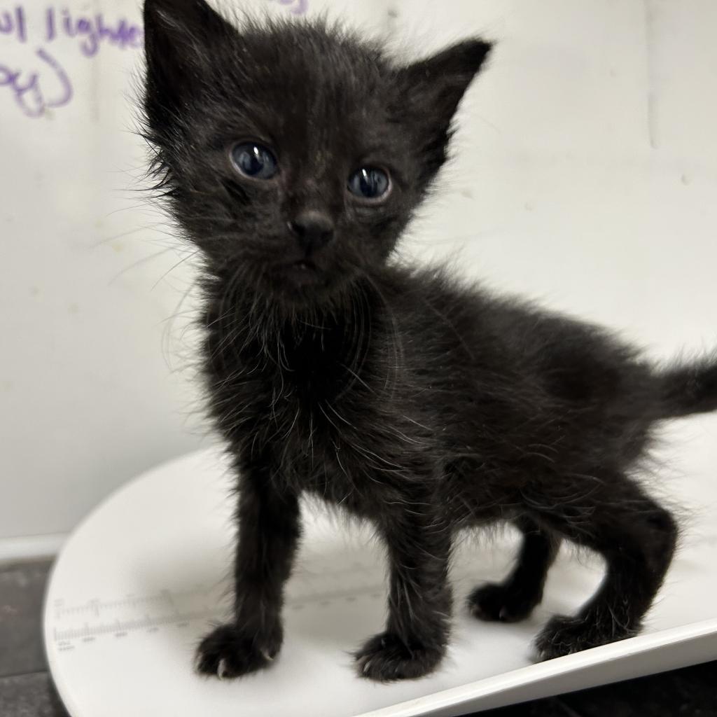 Rey, an adoptable Domestic Short Hair, American Bobtail in Tylertown, MS, 39667 | Photo Image 1