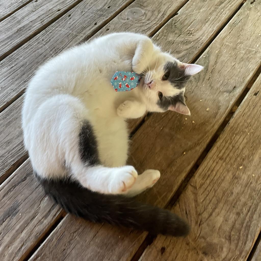 Ralphie, an adoptable Domestic Short Hair in Tylertown, MS, 39667 | Photo Image 2