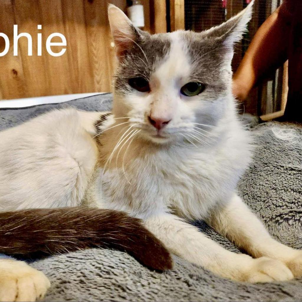 Ralphie, an adoptable Domestic Short Hair in Tylertown, MS, 39667 | Photo Image 5