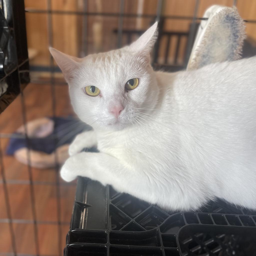 Ribbons, an adoptable Domestic Short Hair in Tylertown, MS, 39667 | Photo Image 2