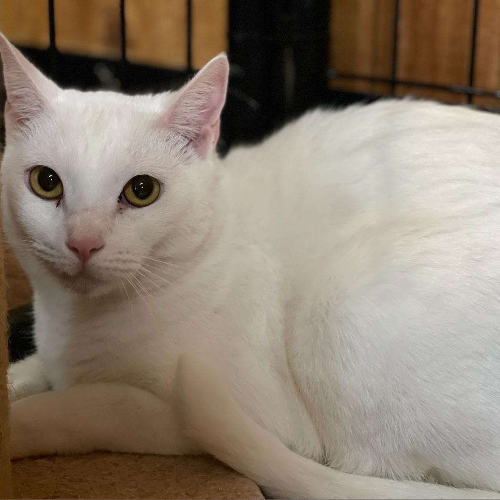 Ribbons, an adoptable Domestic Short Hair in Tylertown, MS, 39667 | Photo Image 3