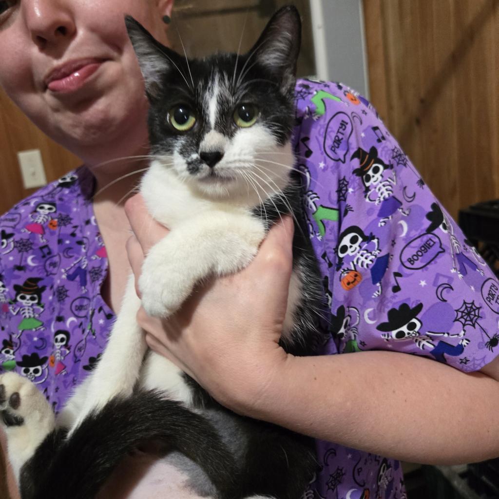 Amy, an adoptable Domestic Short Hair in Tylertown, MS, 39667 | Photo Image 1