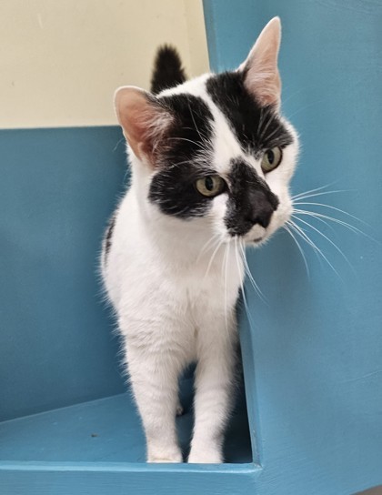 Tattoo, an adoptable Domestic Short Hair in Pendleton, OR, 97801 | Photo Image 1