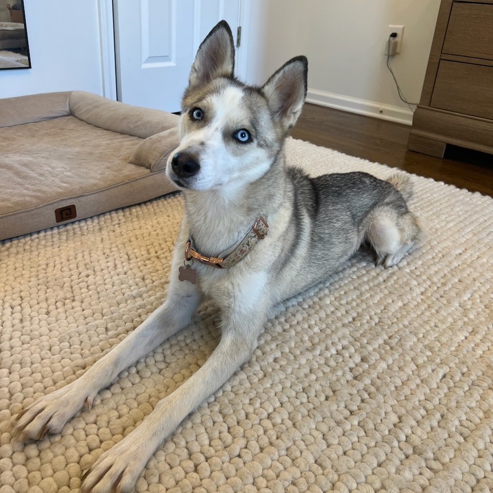 Frankie (HW+)12-1617