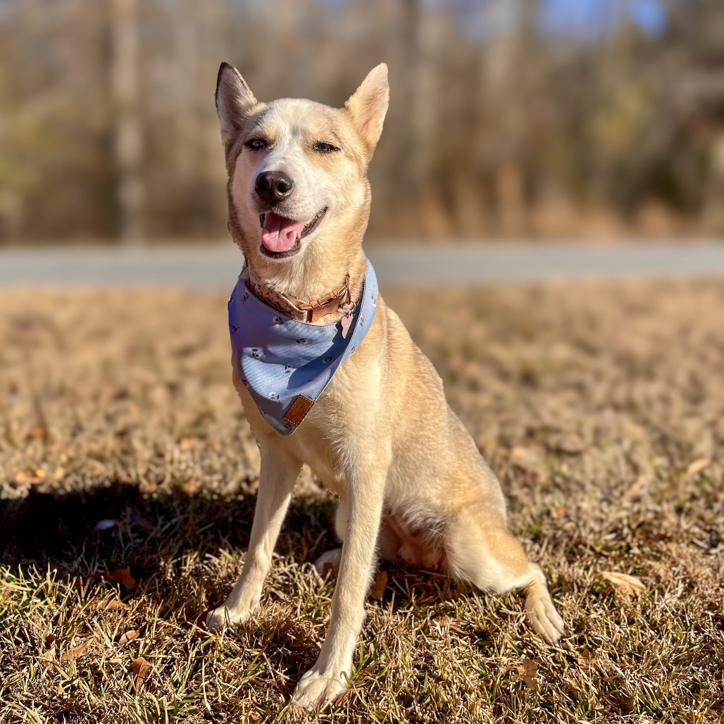 Frankie (HW+)12-1617