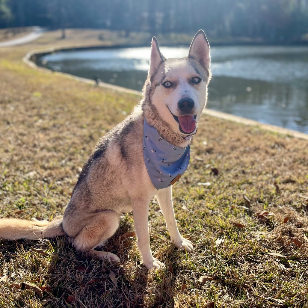 Frankie (HW+)12-1617