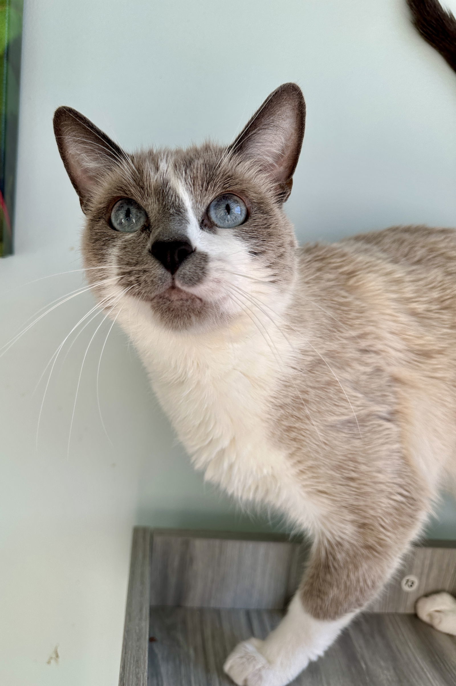 Goji (IN FOSTER), an adoptable Domestic Short Hair, Snowshoe in Alexandria, VA, 22314 | Photo Image 1