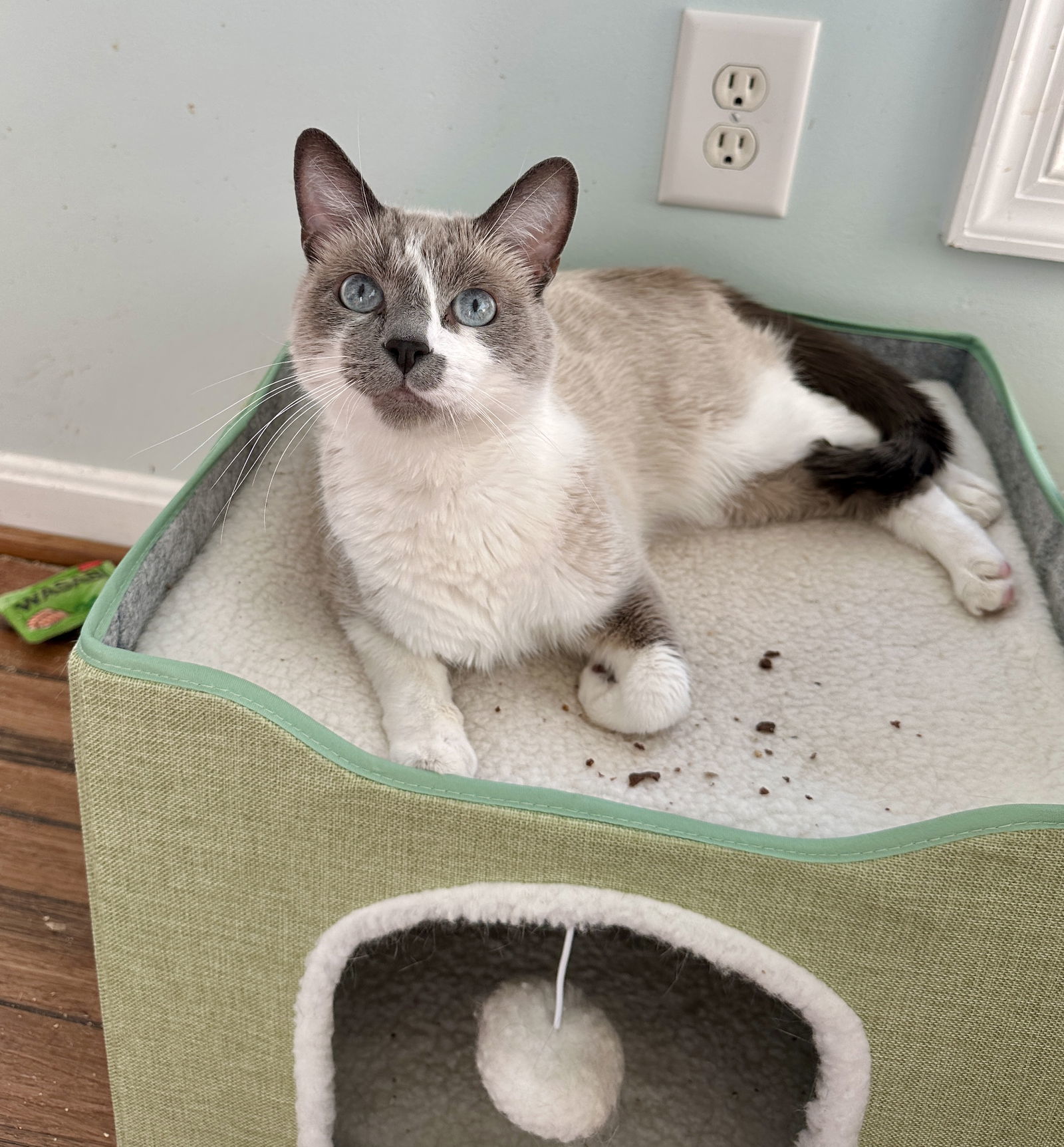 Goji (IN FOSTER), an adoptable Domestic Short Hair, Snowshoe in Alexandria, VA, 22314 | Photo Image 2