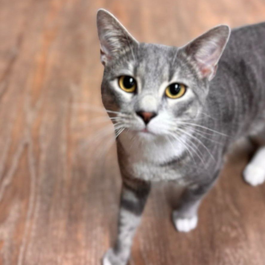 Dusty, an adoptable Domestic Short Hair in Midland, TX, 79701 | Photo Image 1