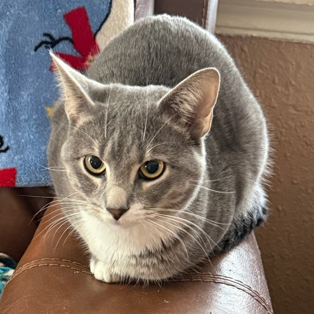 Dusty, an adoptable Domestic Short Hair in Midland, TX, 79701 | Photo Image 2