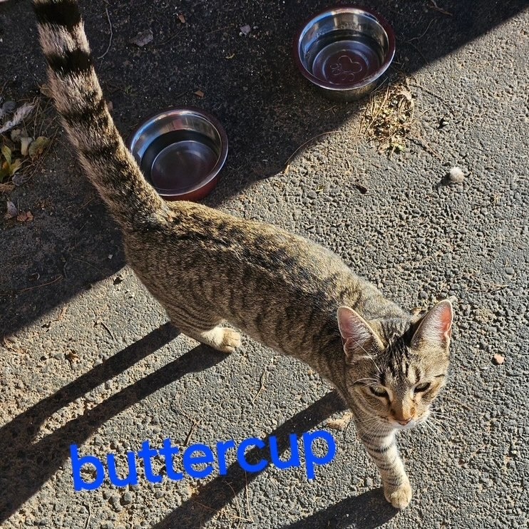 Buttercup, an adoptable Domestic Short Hair in Midland, TX, 79701 | Photo Image 1