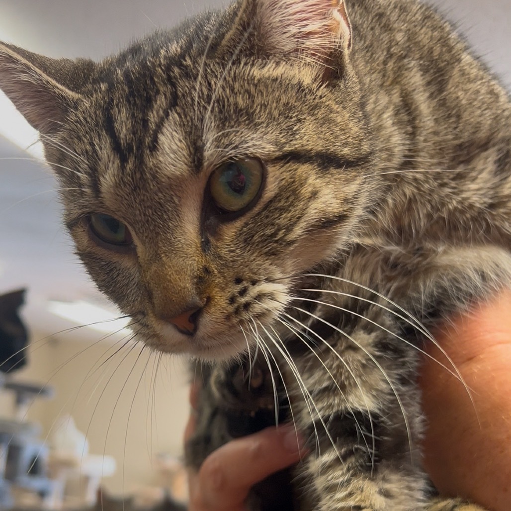 Menos, an adoptable Domestic Short Hair in Midland, TX, 79701 | Photo Image 1