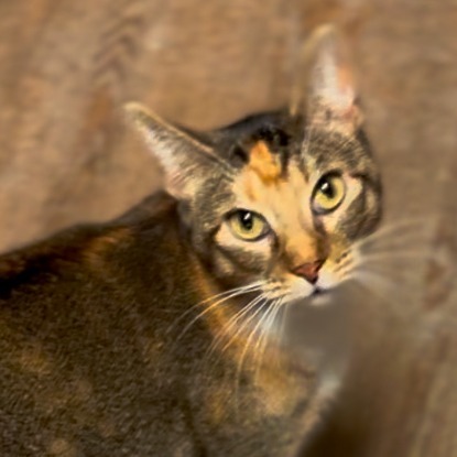 Bonita, an adoptable Domestic Short Hair in Midland, TX, 79701 | Photo Image 1