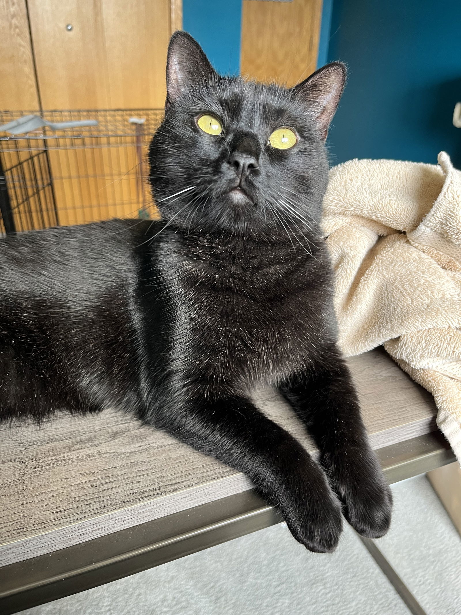 Simon Whistler, an adoptable Domestic Short Hair in Elk River, MN, 55330 | Photo Image 1