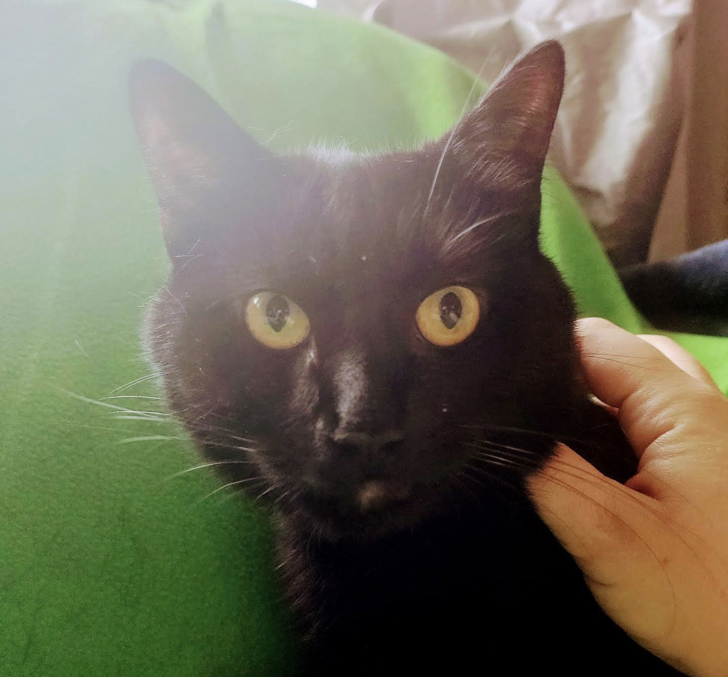 Simon Whistler, an adoptable Domestic Short Hair in Elk River, MN, 55330 | Photo Image 2