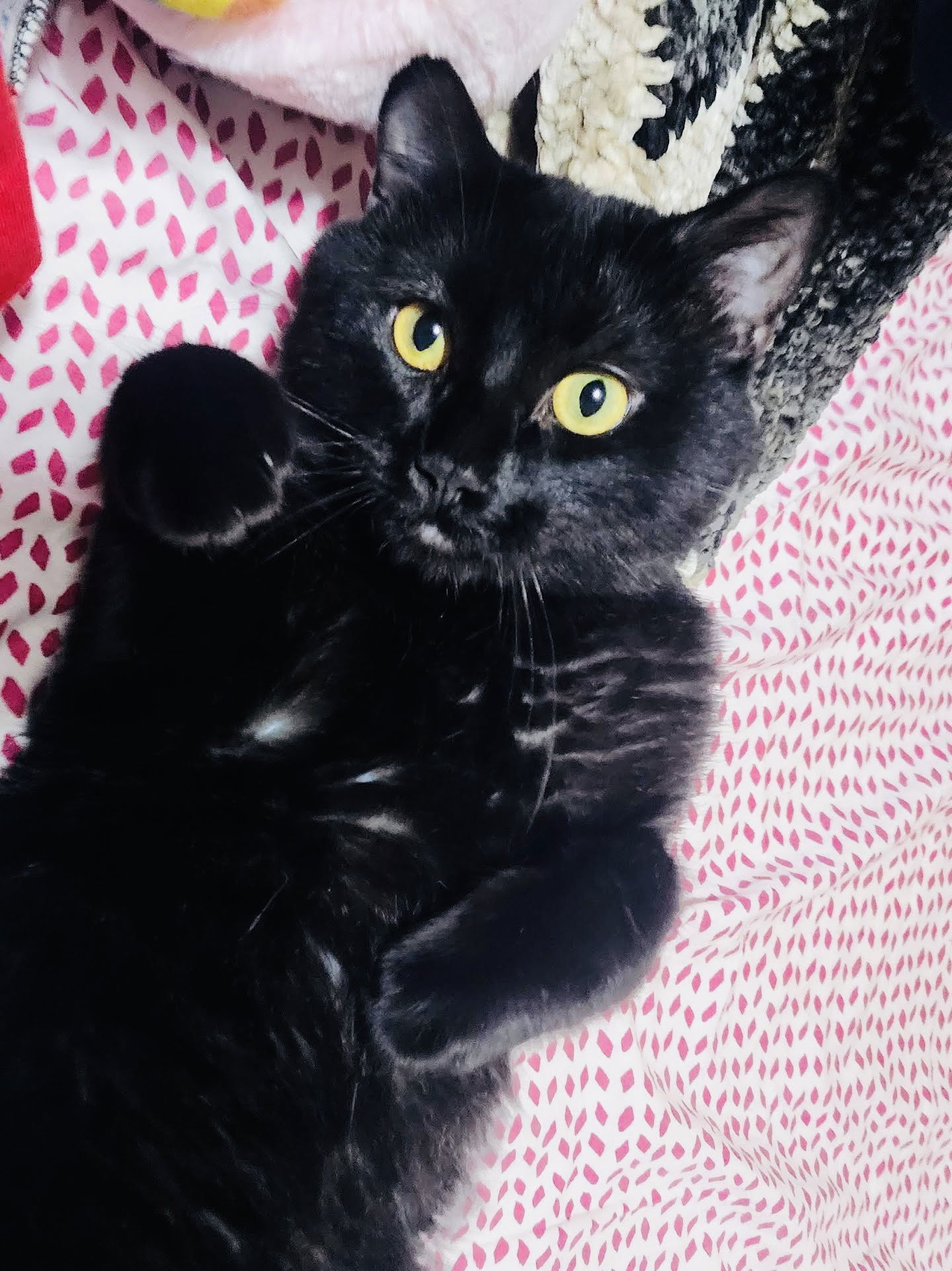Simon Whistler, an adoptable Domestic Short Hair in Elk River, MN, 55330 | Photo Image 3