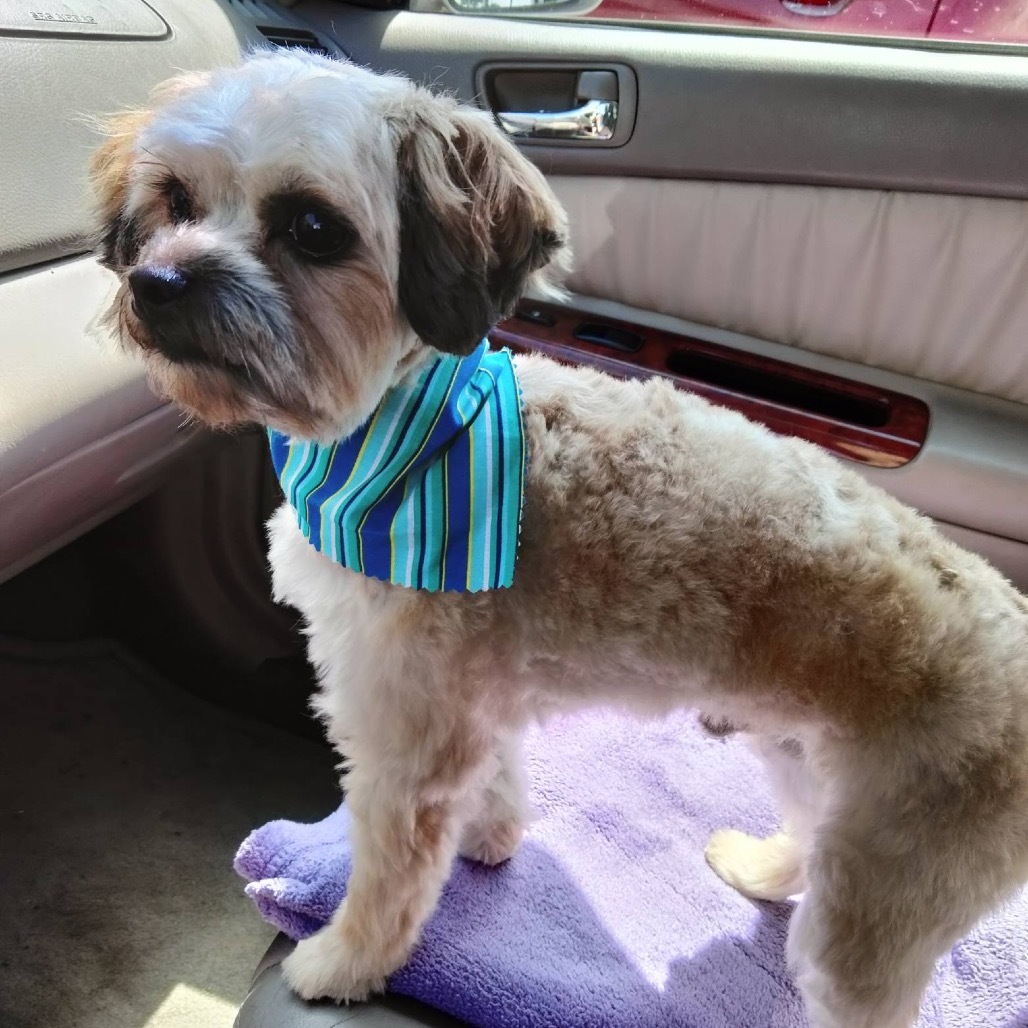 Nemo (Dallas), an adoptable Yorkshire Terrier, Maltese in Murphy, TX, 75094 | Photo Image 5