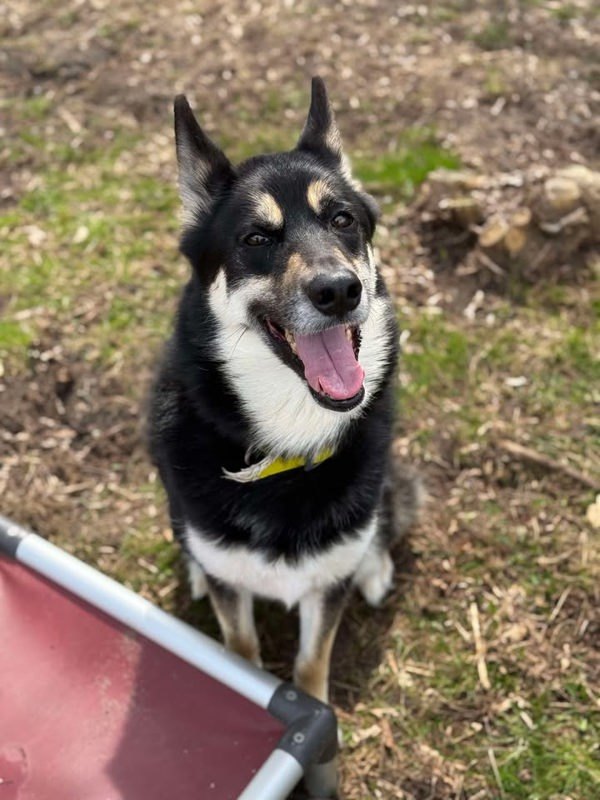 Timber, an adoptable Siberian Husky, German Shepherd Dog in Keswick, ON, L4P 3G1 | Photo Image 2