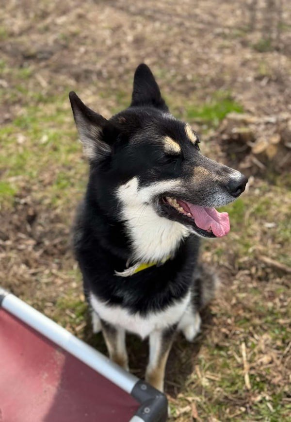 Timber, an adoptable Siberian Husky, German Shepherd Dog in Keswick, ON, L4P 3G1 | Photo Image 3