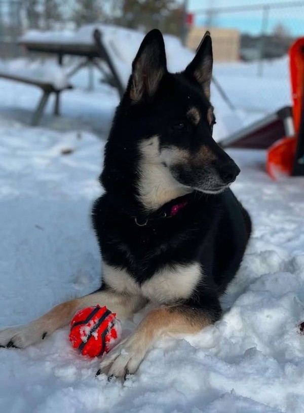 Timber, an adoptable Siberian Husky, German Shepherd Dog in Keswick, ON, L4P 3G1 | Photo Image 4
