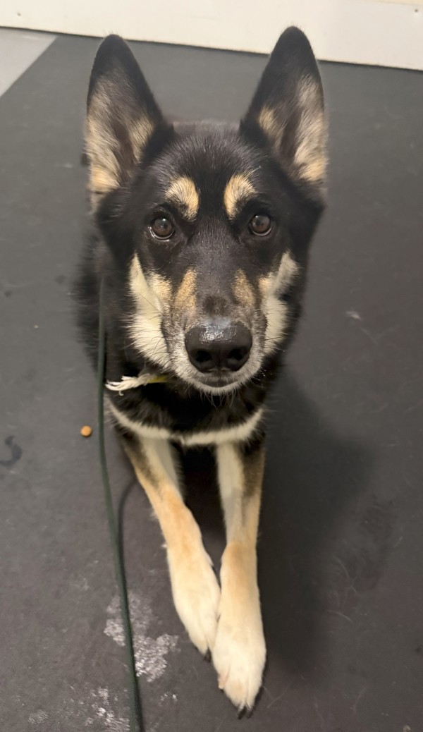 Timber, an adoptable Siberian Husky, German Shepherd Dog in Keswick, ON, L4P 3G1 | Photo Image 5