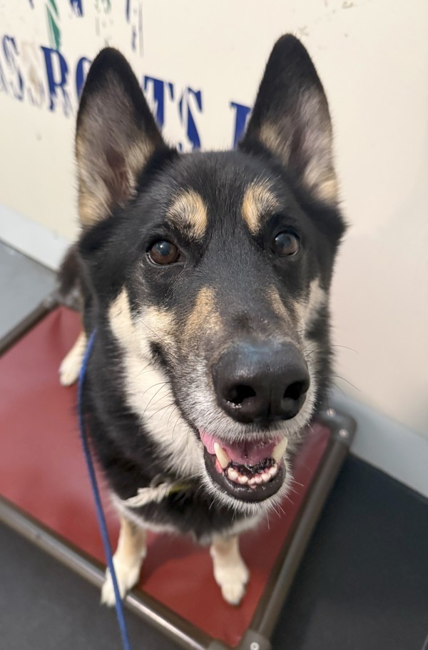 Timber, an adoptable Siberian Husky, German Shepherd Dog in Keswick, ON, L4P 3G1 | Photo Image 6