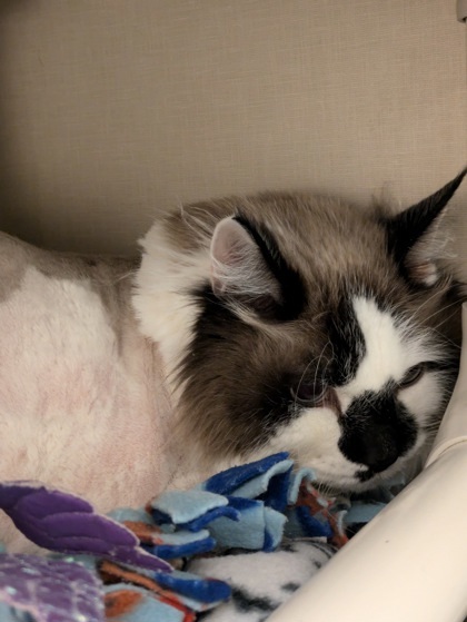 Balto, an adoptable Ragdoll, Domestic Short Hair in Bellevue, WA, 98005 | Photo Image 1