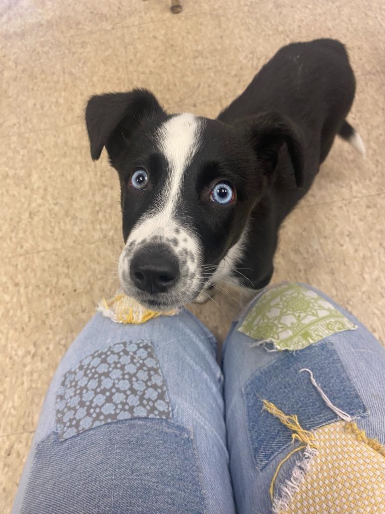 Noel, an adoptable McNab, Cattle Dog in Heber City, UT, 84032 | Photo Image 2