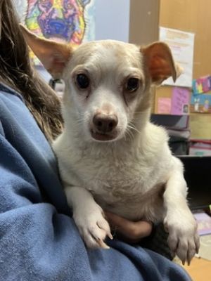Im Gerald a 6-year-old 10-pound pup with a heart full of hope Life hasnt always been easy but 