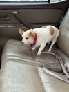 Gerald - IN FOSTER photo 2